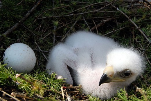 In most nests, the older and stronger golden eagle chick will kill its younger sibling.