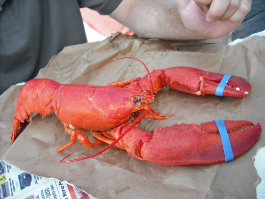 Dining Lobster from a paper bag on a picnic table