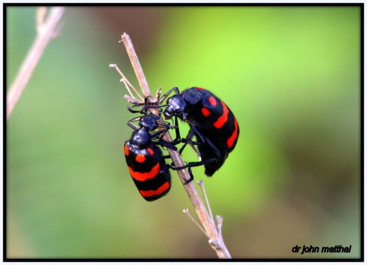 Lady Bug Beetle