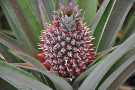 The beauty of pineapple flower