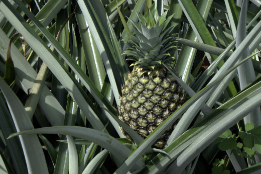 The pineapple plant