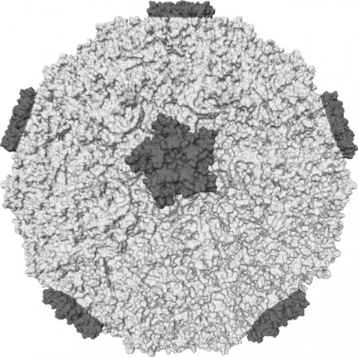 A Rhinivirus virus common in causing cold