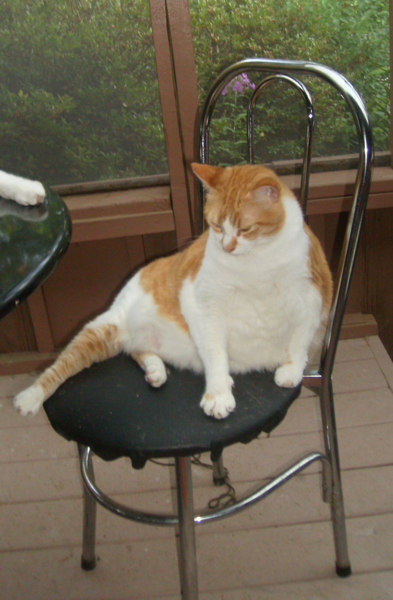Setzer fat cat in chair on screened-in patio 