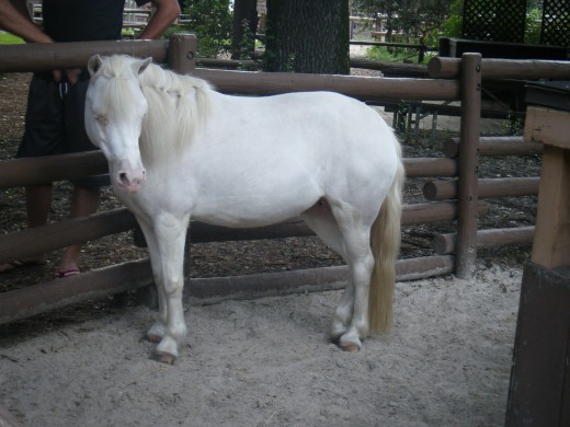 One of Cinderella's ponies 