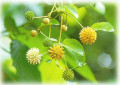 Medicinal Herbs-Kratom (Mitragyna speciosa)