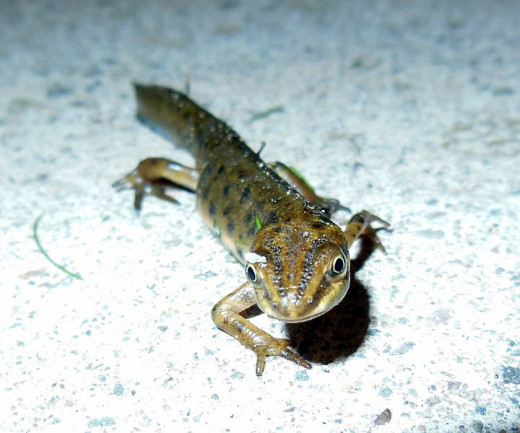 In Spring newts migrate to water for courtship and spawning. Males develop brighter, glossier breeding colours and a high crest along the back of the tail.