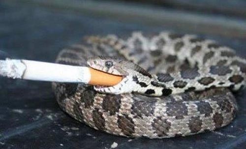Taken in Delhi,India.There we met world famous snake Mr Smoking Joe.He taught AEvans and I how to blow smoke rings.