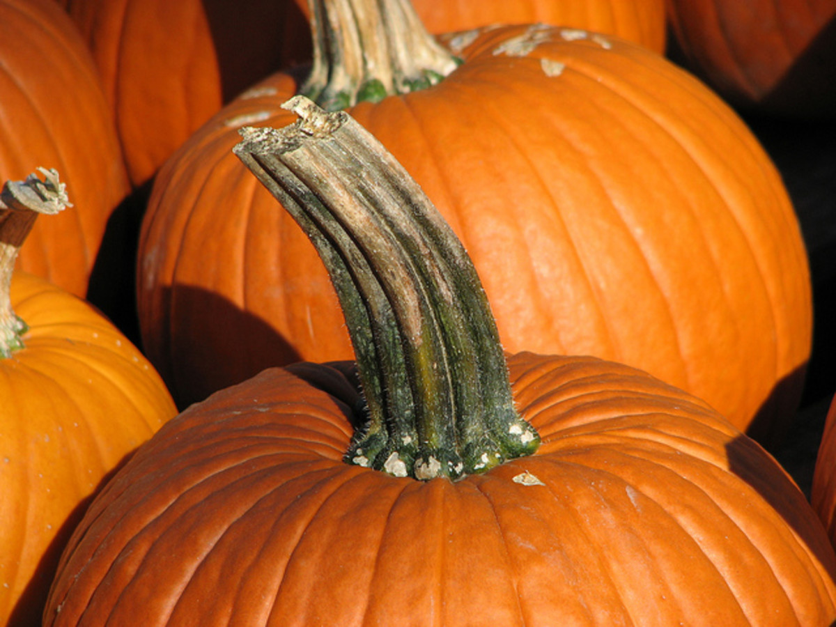 The best carving pumpkins have long stems and a round shape.