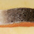 Scottish salmon fillet