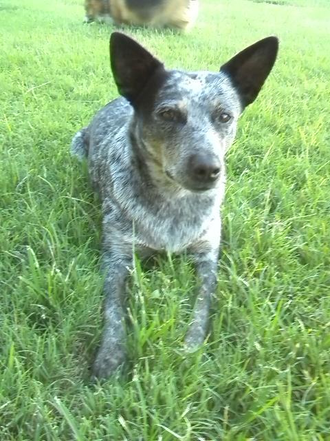 Blue Heeler