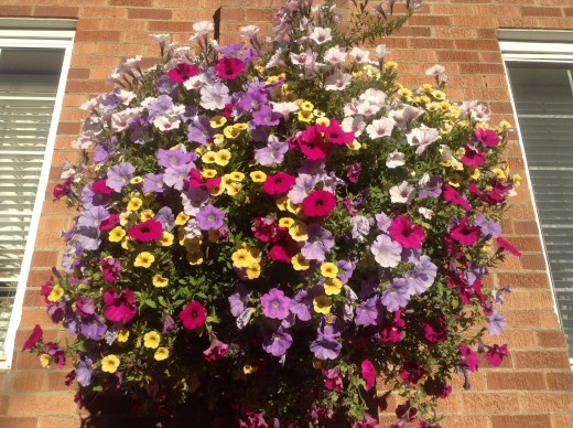 One of the beautiful flower baskets outside of the Wort Hotel.