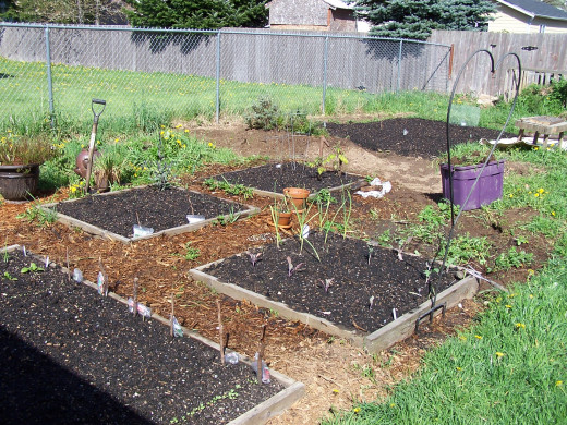 A healthy garden