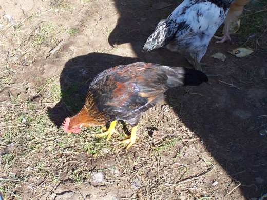 Backyard livestock for fertilizer