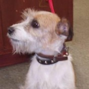 dogcare profile image