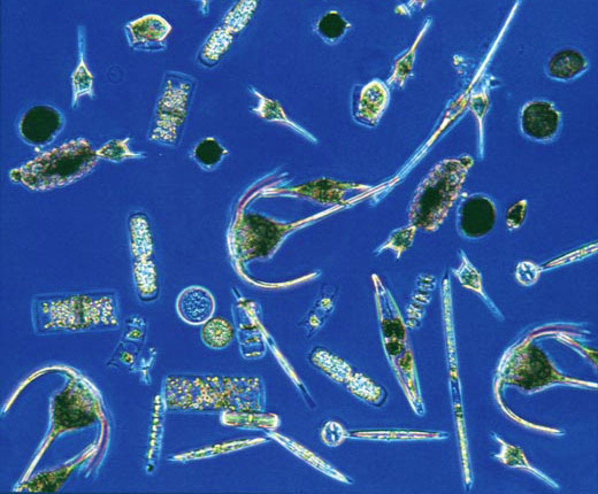 Types of Plankton | hubpages
