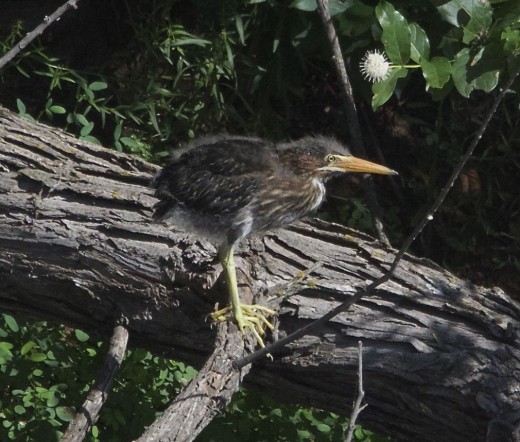 Last Green Heron Chick That Fledged on 08-12-14