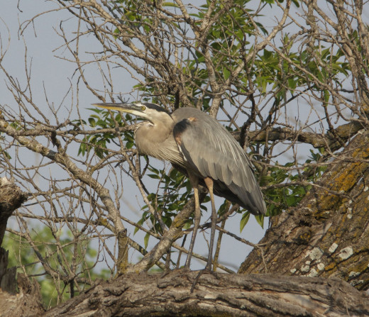 Great Blue Heron, the Silent Sentinel