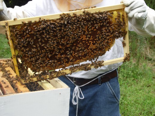 Frame full of honey bees working a comb.
