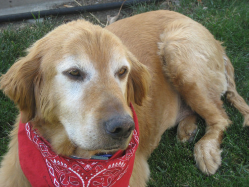 Golden Retriever
