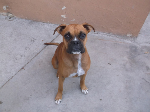 She is a boxer and when she gets excited you can hear her "snarfing." She has enough trouble breathing ... anything that restricts the neck is a no-go with me. She also has eyes that are pop out of her skull in an unnatural way. 