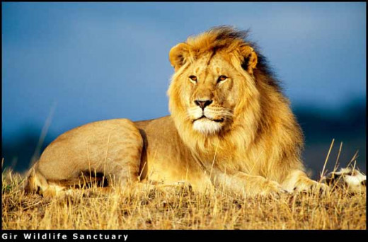 Indian Lion Photo