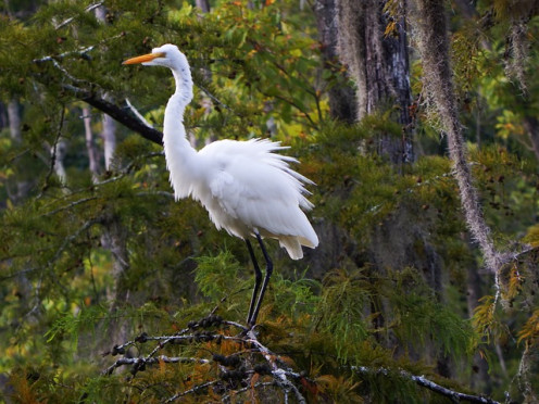 Egret