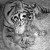 Mother's love: Melati cleaning the cubs Mother's love: Melati cleaning the cubs