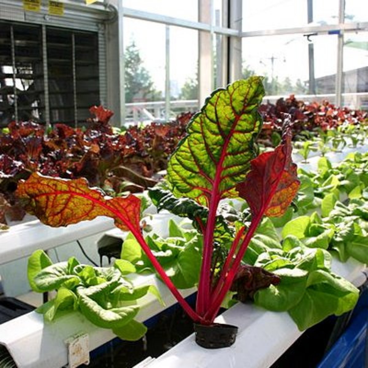 How to Build an Indoor Hydroponic Vegetable Garden | Dengarden
