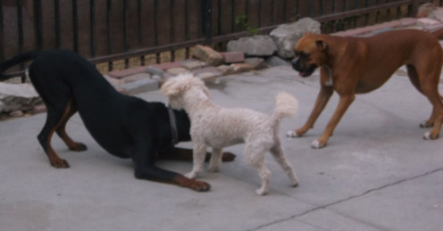 Give your dogs a time and place in which they can act like dogs. Hearing "no" all the time and/or being crated all day, or having a regimented schedule might work for us, but dogs should be given a time and place to be themselves. 