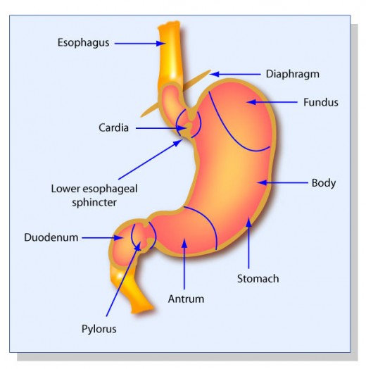 Diagram of a stomach.