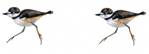 Killdeer Chick Running, a design on one of my Cafepress mugs.