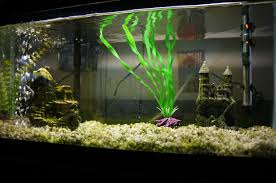 Setting Up A Home Aquarium? Check Out These Tips.