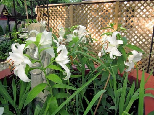 Hot tub planter: a swath of lilies. Photo by timorous