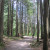 Lower Seymour Conservation Trail Lower Seymour Conservation Trail