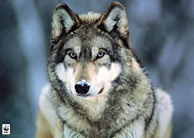 Yep - you're the reason. Happy Valentines Day, wolf.