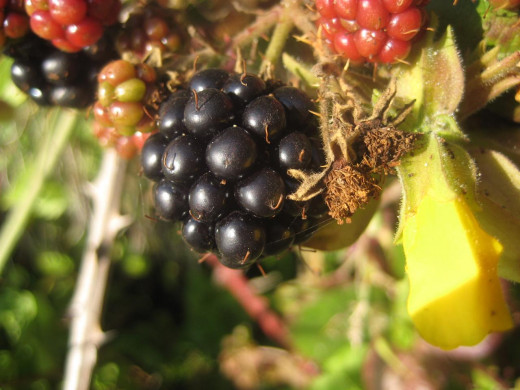 Ripe Blackberry