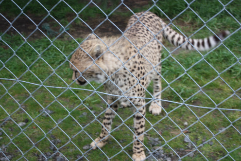 Baby Cheetah - 9 months old