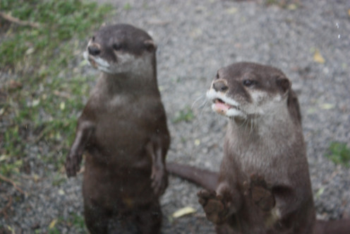 River Otters - Loved to look at us!