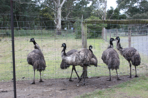 Emu Family