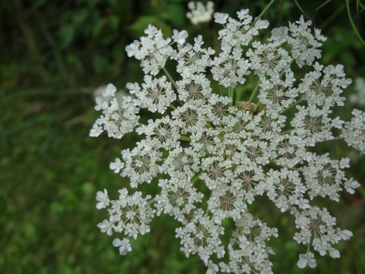 Flower head of Queen Anne's Lace