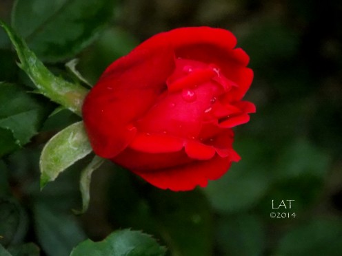 Raindrops on a Red Rose