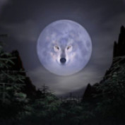 TimberwolfHQ profile image