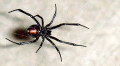 The Worlds Deadliest Spider Species