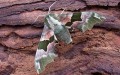 Nocturnal Insects To Spot With Your Children