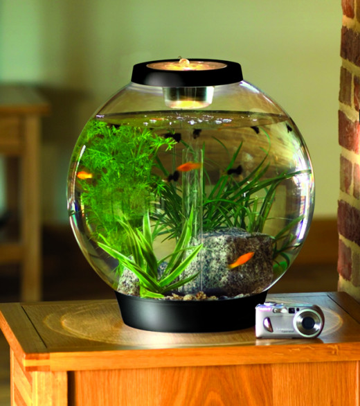 Tips Setting Up A Biorb Aquarium