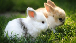 How to Care for New Baby Rabbits and How to Breed Rabbits for Profit