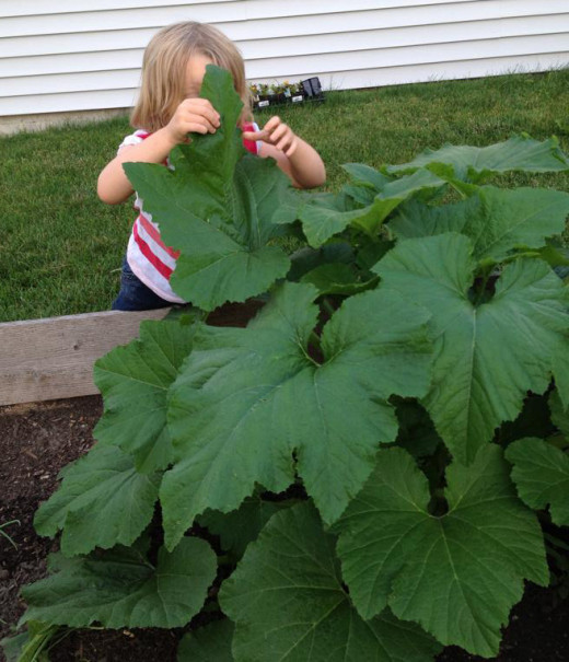 Our crookneck squash plant in the late spring