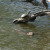 Turtles sunning themselves as a nutria swims by