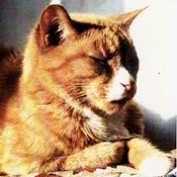 Wilfcat profile image