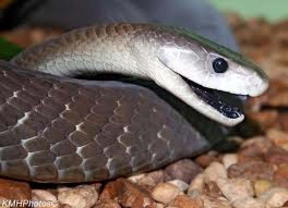  Black  Mamba  Snake  Bites Venom  Images and Information 